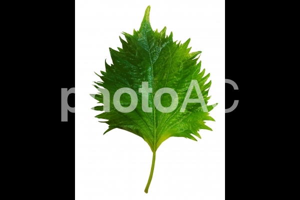 image07
